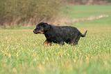 BEAUCERON - PUPPIES 383